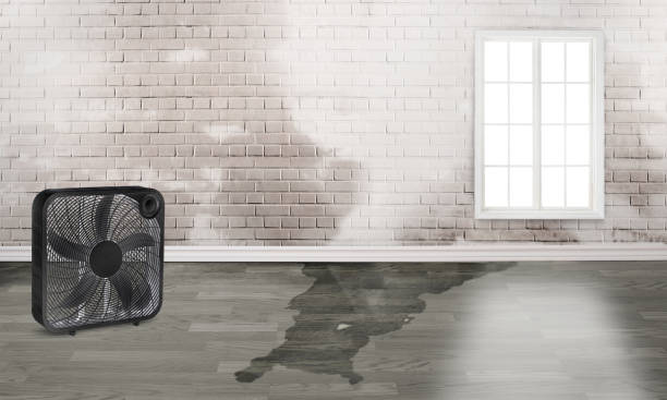 Best Water damage restoration mold remediation  in Dacula, GA